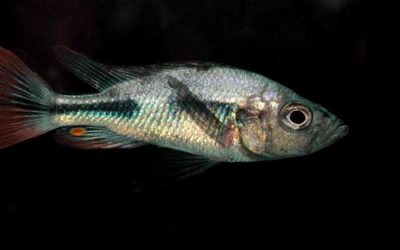 Public Aquarists and the Haplochromine Cichlids of Lake Victoria, Africa