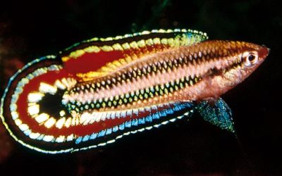 Licorice Gouramis