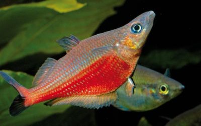 Finding and Breeding The Sentani Rainbowfish