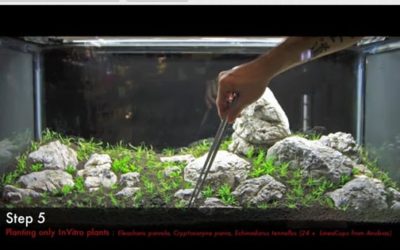 Video: Step-by-Step Iwagumi Planted Aquarium