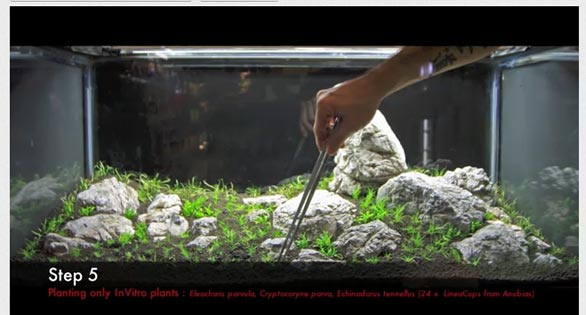 Video: Step-by-Step Iwagumi Planted Aquarium