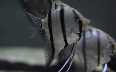 Video: Angelfish with fry in Amazon Biotope tank