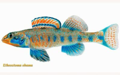 Presidential Darters: A Fish Called Obama