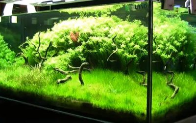 Mesmerizing Planted Tank Video