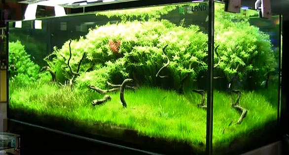 Mesmerizing Planted Tank Video