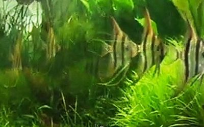 Altum Angelfish Species Tank Video