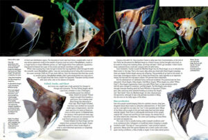 Jan/Feb 2013 Anglefish Errata