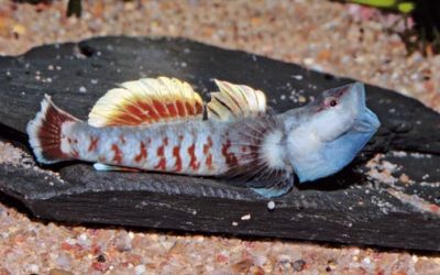 Zhou’s Vermilion Goby