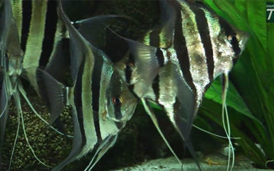 AquaMediaTV’s 2-Part Documentary on Altum Angelfish