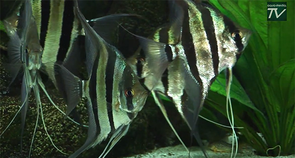 AquaMediaTV’s 2-Part Documentary on Altum Angelfish