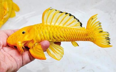 New Fishes from Brazil