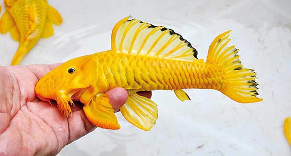 New Fishes from Brazil