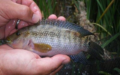 Feral Jack Dempsey Population Established in South Dakota River