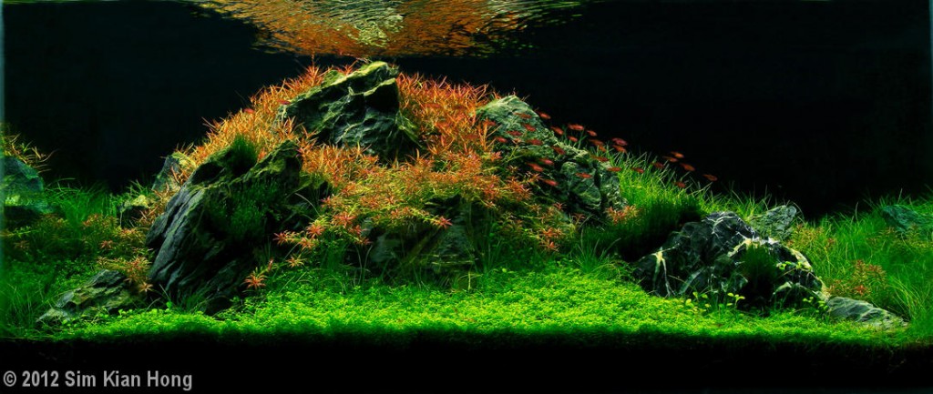 “Crimson Tide” Aquatic Garden120–200-L category Sim Kian Hong Senai Johor, Malaysia