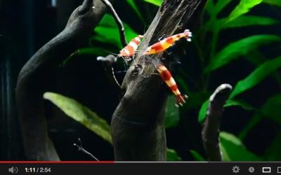 Featured Video: Red Bee Shrimp Nano Tank