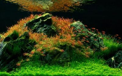 AGA Aquascape Winners 2012