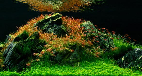 AGA Aquascape Winners 2012