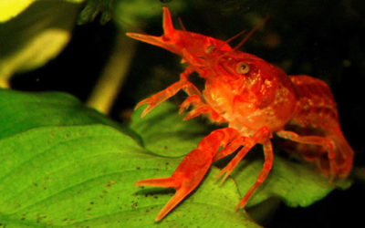 A Mexican Crayfish for Nano Aquariums