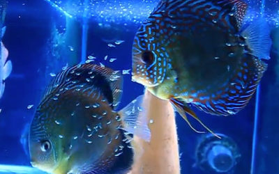 Featured AMAZONAS Video: Discus Parental Care