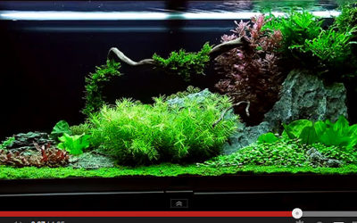 Featured Video: Expert Plants A Tank