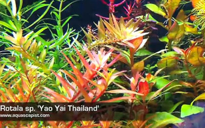 AMAZONAS Featured Video: “Collectoritis” Planted Aquarium