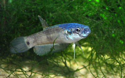 Friday Photospread – Betta ocellata, the Bodacious Eyespot Betta