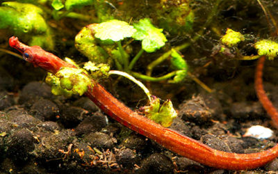 Arriving Soon: Tank-Raised African Freshwater Pipefish