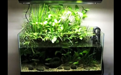 AMAZONAS Featured Video: Riparium Tank Basics