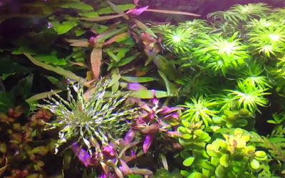 AMAZONAS Video: 17-Gallon Wonder Planted Tank