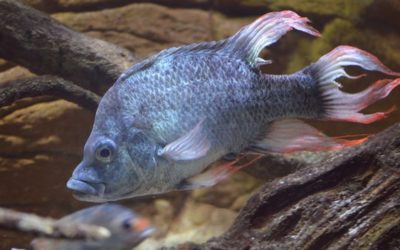 Male Seeking Mate: Must Want Kids – Quest to save Ptychochromis insolitus