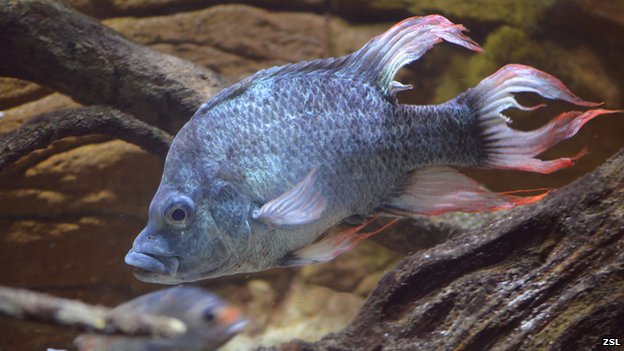 Male Seeking Mate: Must Want Kids – Quest to save Ptychochromis insolitus