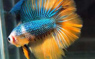 AMAZONAS Featured Video: Betta Portfolio