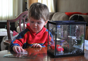 The author's son Ethan.preparing his first aquarium for his first pet fish.