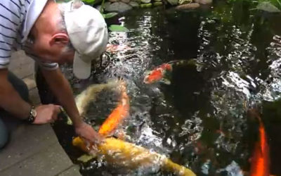 AMAZONAS Video: Backyard Pond Inspirations