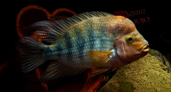 Today in the Fishroom – Amphilophus hogaboomorum