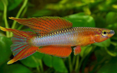 New Killifish Species from Cameroon