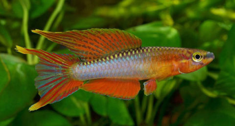 New Killifish Species from Cameroon - AMAZONAS Magazine