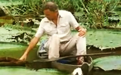 AMAZONAS Video: Giant Amazon Water Lily