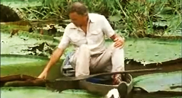 AMAZONAS Video: Giant Amazon Water Lily