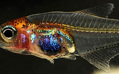 New See-Through Nano Tetra Discovered