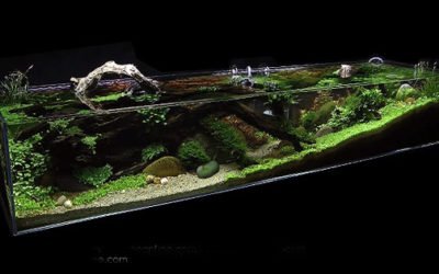 AMAZONAS Feature Video: “Tributary” Aquascape