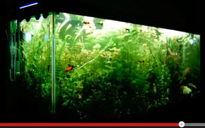 Amazonas Featured Video: Time-Lapse Planted Tank Growth