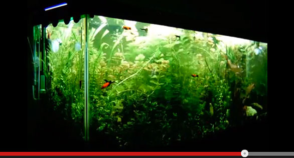 Amazonas Featured Video: Time-Lapse Planted Tank Growth