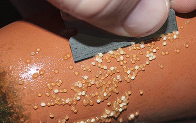 Friday Photospread – Removing Angelfish Eggs from Fixed Substrates for Artificial Incubation