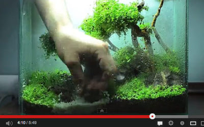 AMAZONAS Featured Video: Time-lapse Nano Aquascape