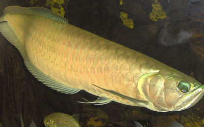 Farming Arowanas Where Coca Once Grew