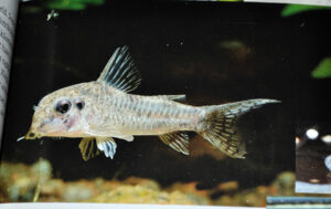 No, this isn't a 4-Eyed Corydoras - something went awry in the publishing process.