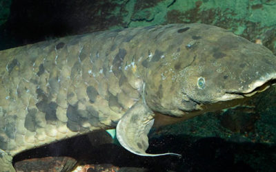 World’s Oldest Aquarium Fish Turns 80