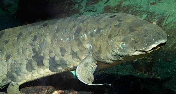 World’s Oldest Aquarium Fish Turns 80