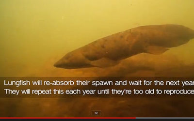 AMAZONAS Featured Video: Queensland Lungfish